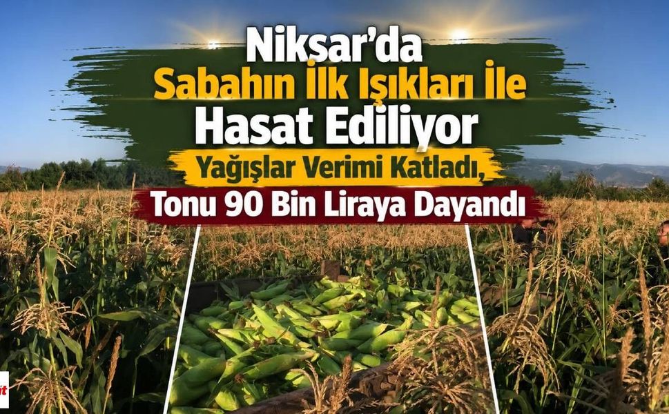 Niksar'da Sabahın İlk Işıkları İle Hasat Ediliyor Yağışlar Verimi Katladı, Tonu 90 Bin Liraya Dayandı