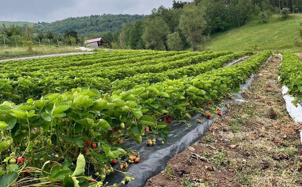 Tokat'ta Ezber Bozuyor 1600 Rakımda Çıkıyor 5 Ay Boyunca Verimi Var Yüksek Getiri Sağlıyor