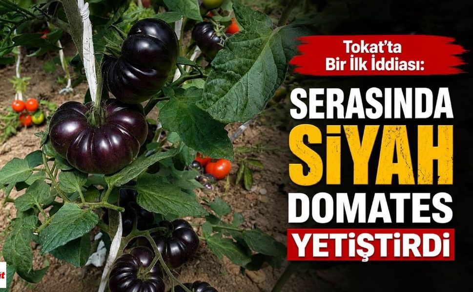 Tokat'ta Bir İlk İddiası: Serasında Siyah Domates Yetiştirdi