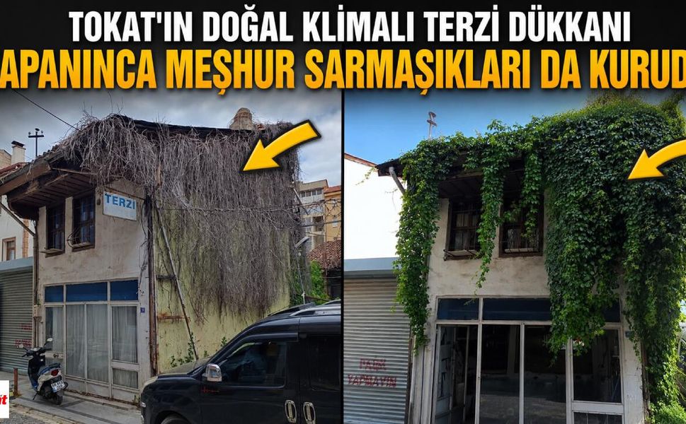 Tokat'ın Doğal Klimalı Terzi Dükkanı Kapanınca Meşhur Sarmaşıkları da Kurudu