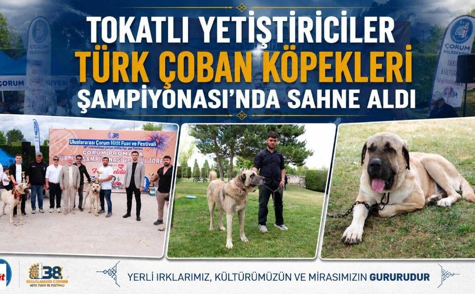 Tokatlı Yetiştiriciler Türk Çoban Köpekleri Şampiyonası'nda Sahne Aldı