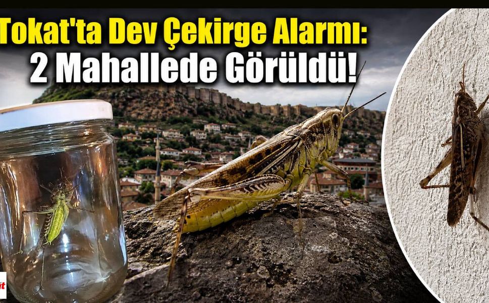 Tokat'ta Dev Çekirge Alarmı: 2 Mahallede Görüldü!