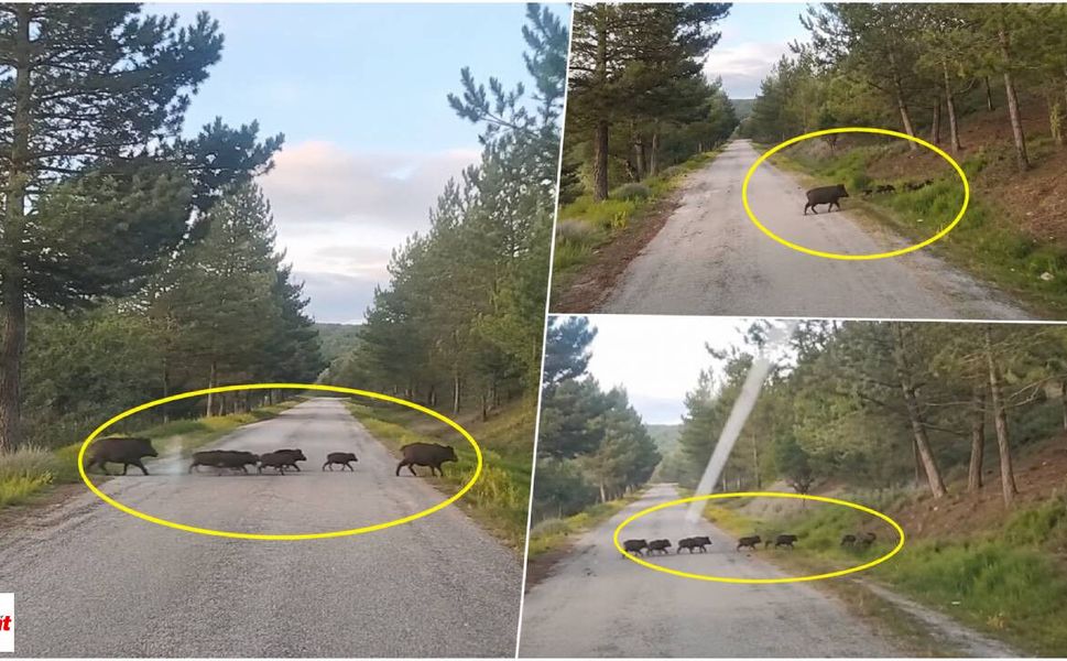 Tokat'ta Domuz Sürüsü Kamerada: Temmuz Ayındaki Görüntü Dikkat Çekti