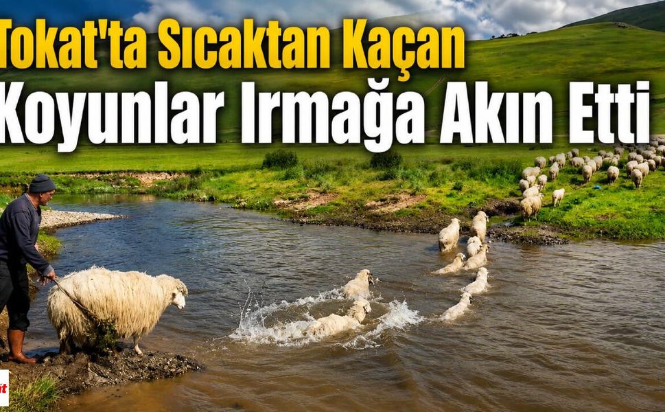 Tokat'ta Termometre Yükseldi, Çözüm Irmak Oldu: Koyunlar Böyle Serinledi