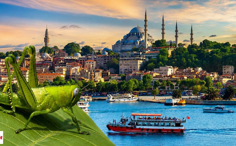 Yaklaşık 500 Bin Tokatlının Yaşadığı İstanbul'da Çekirge İstilası Endişesi