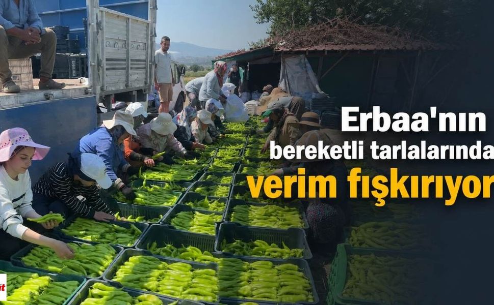Erbaa’nın bereketli tarlalarında verim fışkırıyor