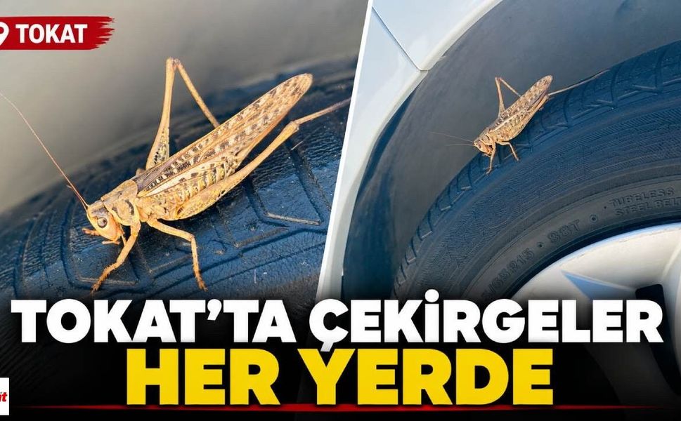 Tokat’ta çekirgeler her yerde: Bu kez otomobilin üzerinde görüntülendi