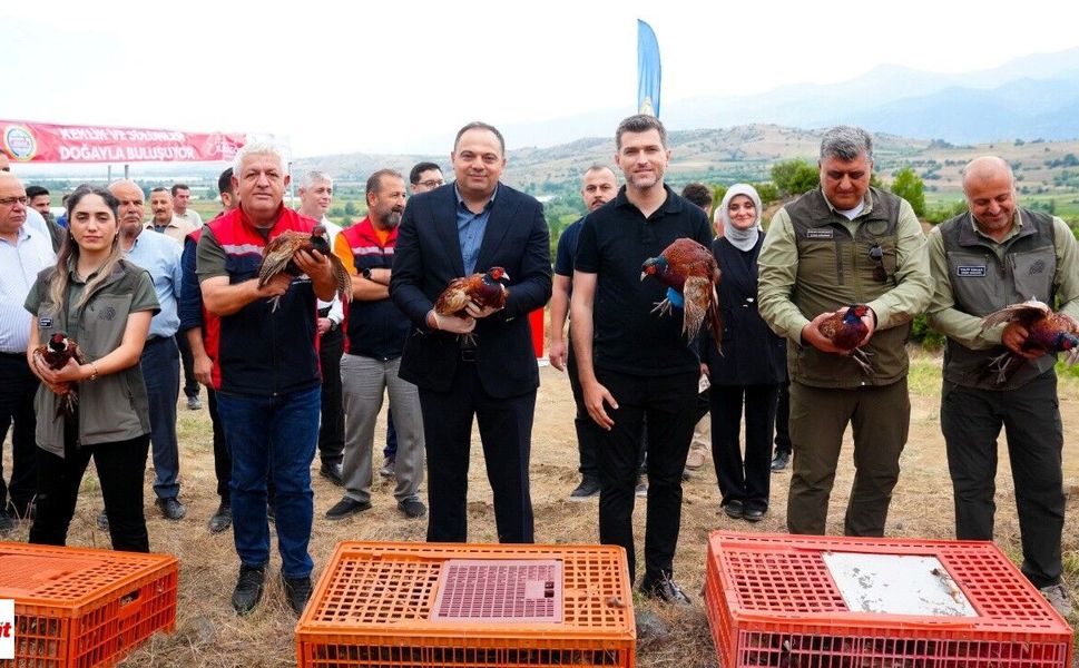 Erbaa’da Bin 500 Keklik ve Sülün Kenelere Karşı Doğaya Salındı