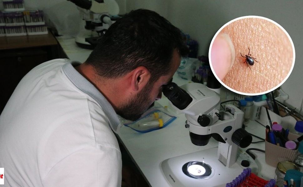 Kene tehlikesinde ezber bozan açıklama: Risk sanılandan çok daha geniş
