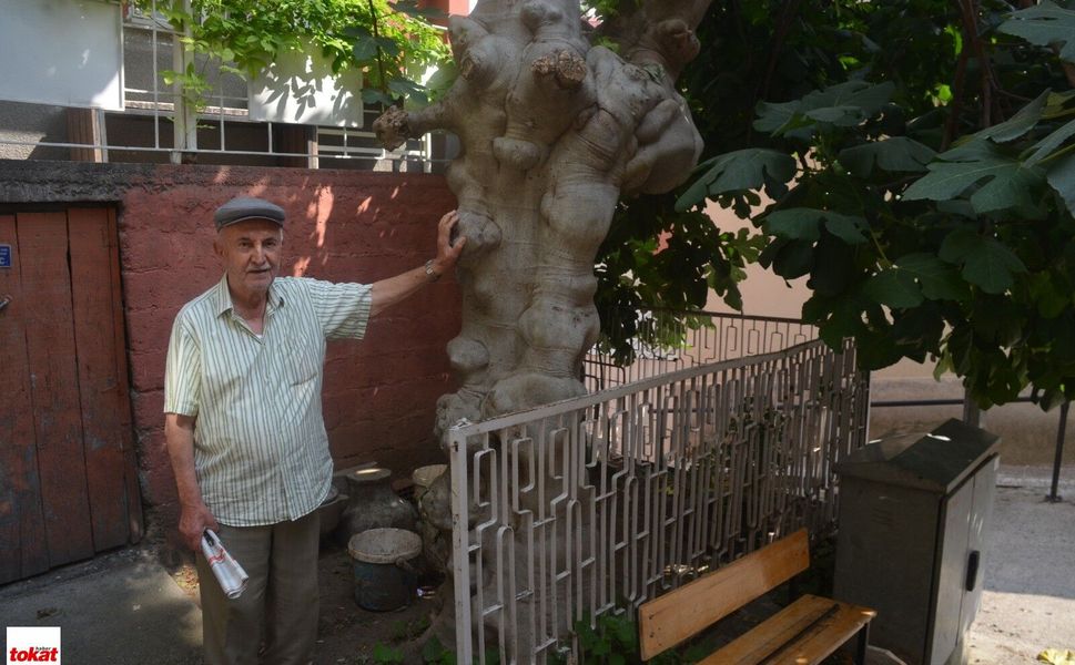 Niksar Değişti Onlar Birlikte Tanıklık Etti 90 Yıllık Bir Ömür 60 Yıllık Bir İncir İle Yaşlandı