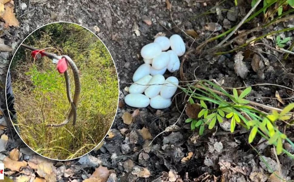 Niksar'da Bahçeye Yumurtlayan Yılan Doğal Yaşam Alanına Taşındı
