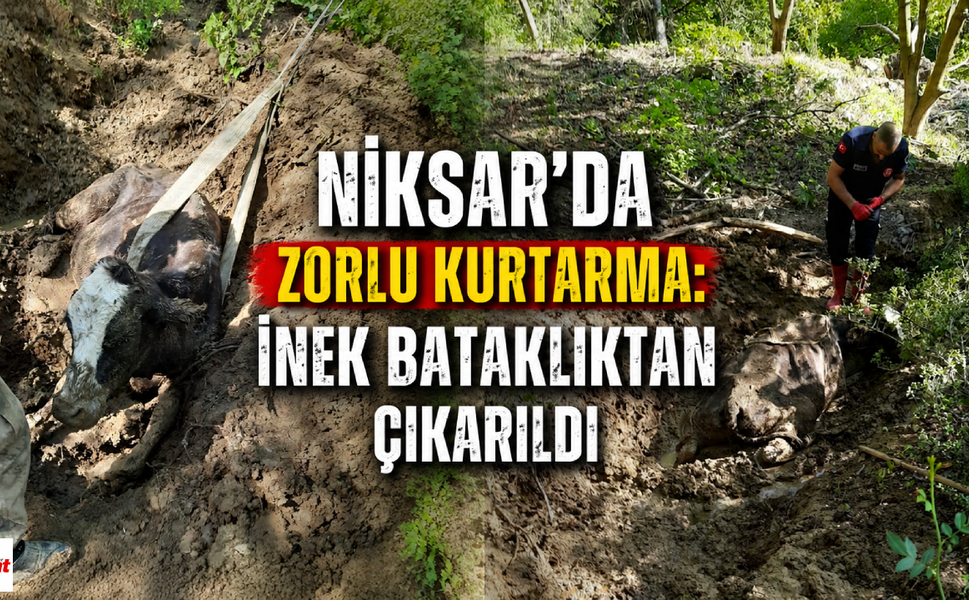Niksar'da Zorlu Kurtarma: İnek Bataklıktan Çıkarıldı