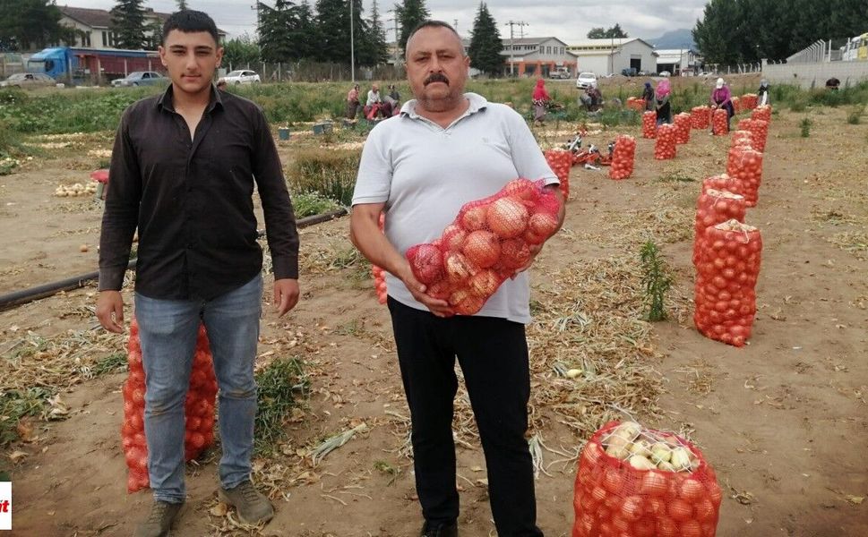 Niksarlı Üretici Konuştu: Verim Azaldı Ama Kazanç Korundu