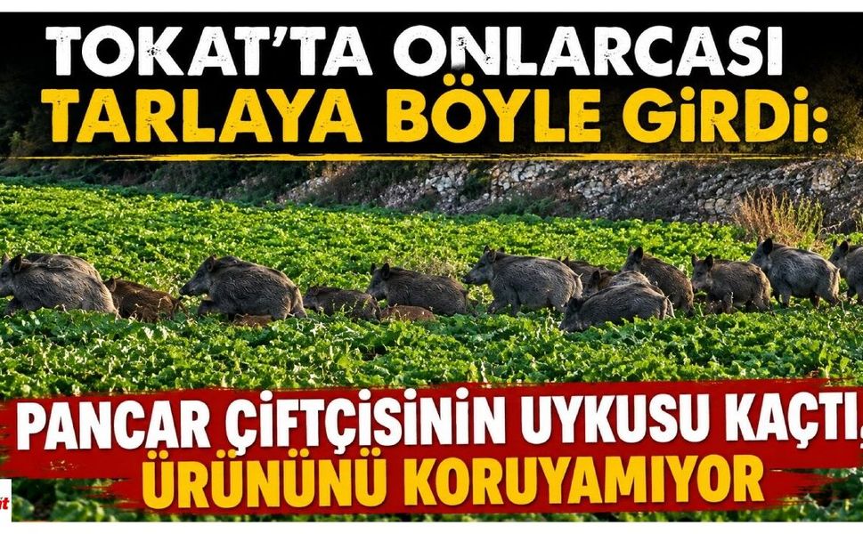 Tokat'ta Onlarcası Tarlaya Böyle Girdi: Pancar Çiftçisinin Uykusu Kaçtı, Ürününü Koruyamıyor