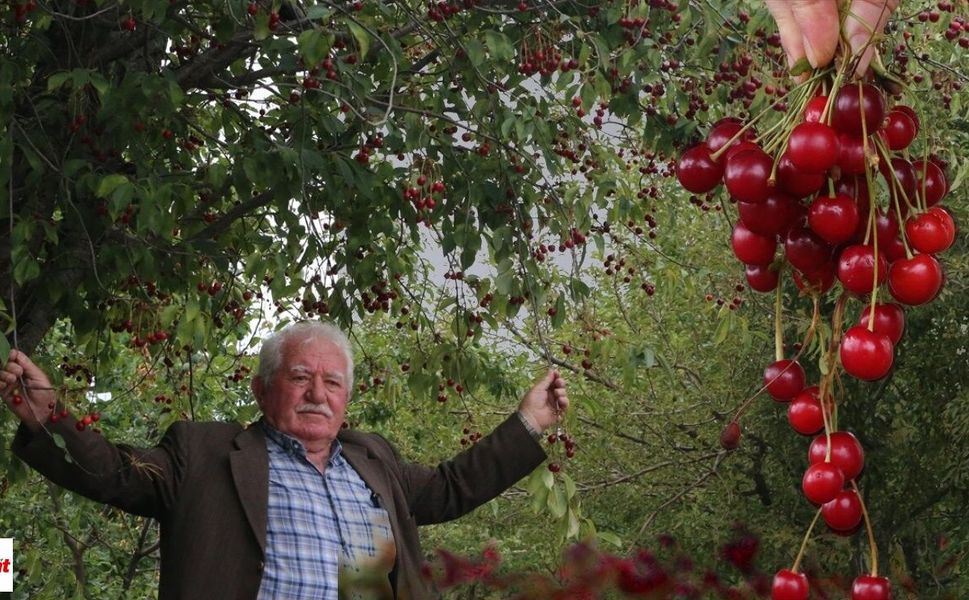 Tokat'ta Vişne Bereketi Yaşanıyor: Üretici Toplayacak İşçi Bulamıyor