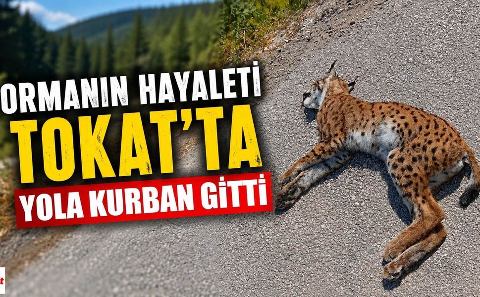 Ormanın Hayaleti Tokat'ta Yola Kurban Gitti