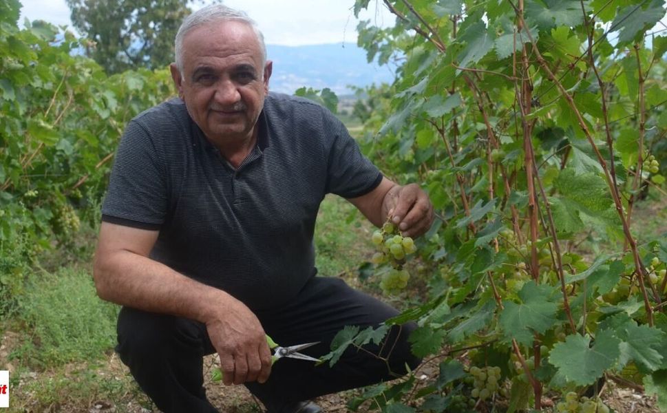 Bağda Rekolte Çöktü Gökçeli'de Üzüm Dalında Takıldı