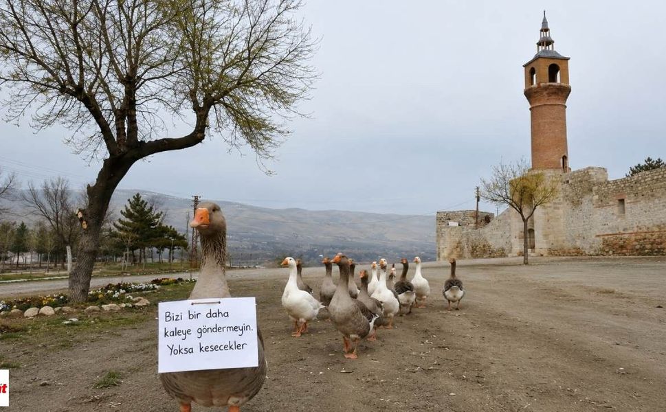 Çiçeklerini kazlardan korumak için bulduğu yöntem Zile’de yıllardır unutulmadı