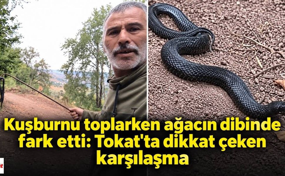 Kuşburnu toplarken ağacın dibinde fark etti: Tokat'ta dikkat çeken karşılaşma