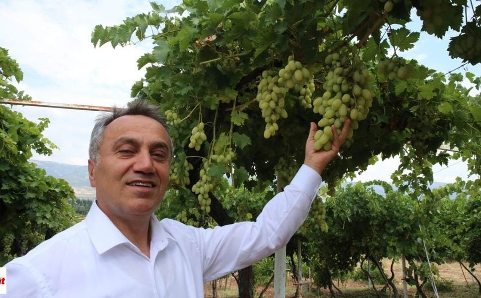Narince’nin yanına 3 yeni isim geliyor: Tokat’ın yerel üzümleri çoğaltılacak