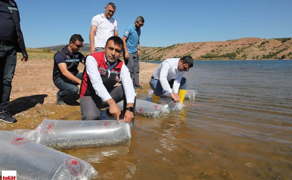 Tokat’ın sularına 731 bin 500 yavru balık bırakıldı