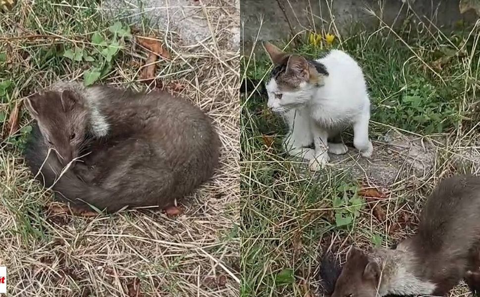 Yorgun Ve Bitkin Halde Bahçeye Geldi Niksar’da Kaya Sansarına Emekli Öğretmen Sahip Çıktı