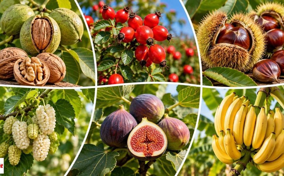 Tokatlı Üreticiyi de İlgilendiriyor: Cevizden Kuşburnuna, Dutundan Kestaneye! 16 Ürüne Don Güvencesi Geliyor