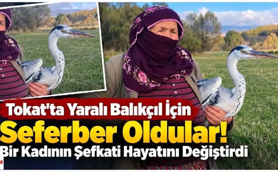 Tokat’ta Yaralı Balıkçıl İçin Seferber Oldular! Bir Kadının Şefkati Hayatını Değiştirdi