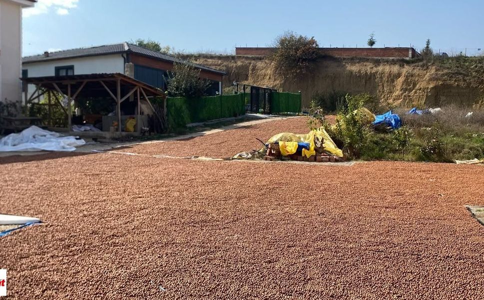 Erbaalı Fındık Üreticisinin Zorlu Mücadelesi: Yağmur Bastırmadan Fındık Kurutma Telaşı!