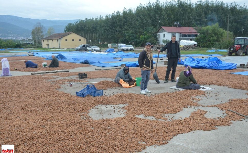 Fındıkçılar Yağmurdan Kaçtı, Niksar’da Yağmura Yakalandı