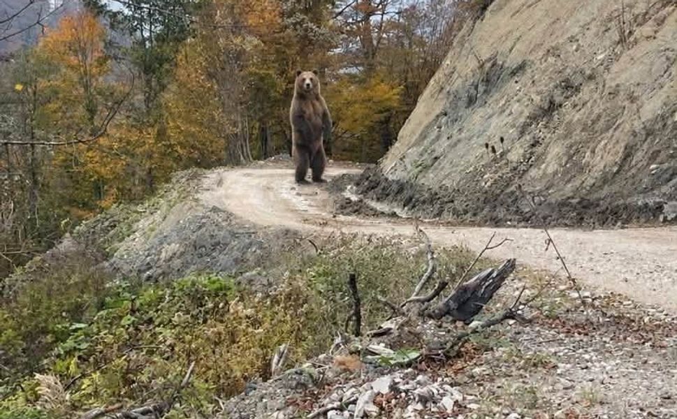 Tokat Ve Ordu İçin Çok Önemli Bir Uyarı Yapıldı Boyları 2 Metreden Fazla İri Gövdeleriyle Dikkat Çekiyor