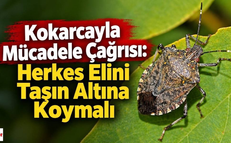 Kokarcayla Mücadele Çağrısı: Herkes Elini Taşın Altına Koymalı