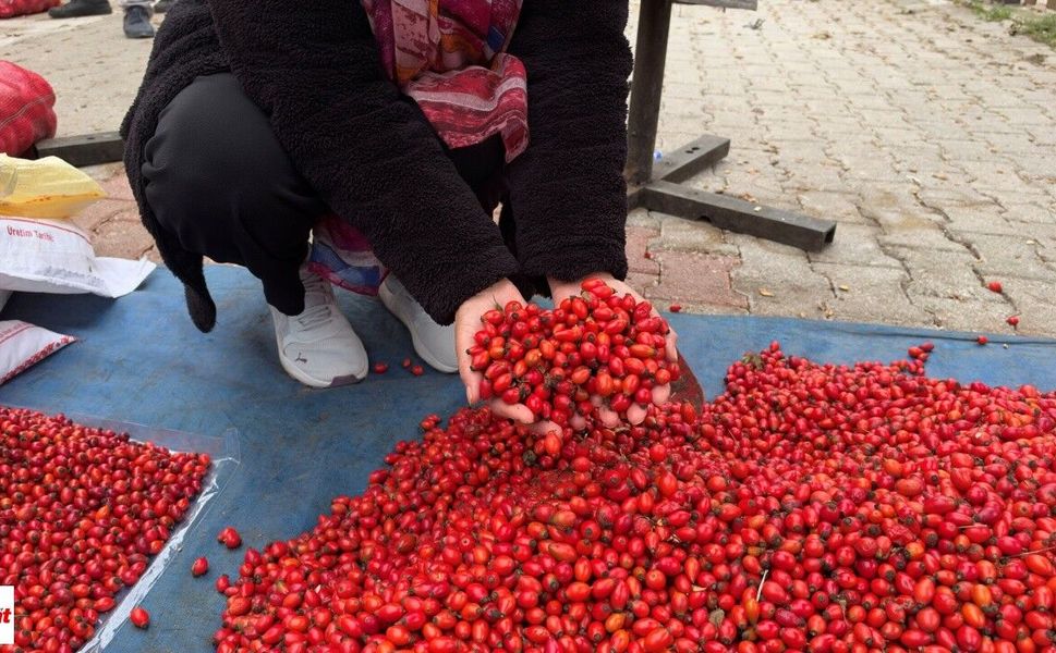 Tokat'ta kuşburnu bereketi fiyatları yarıya düşürdü