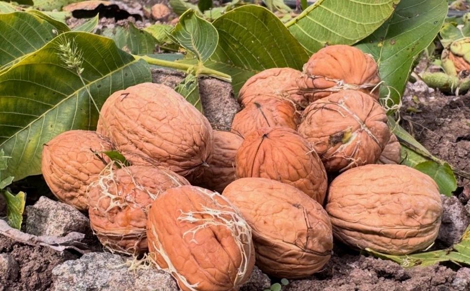 Niksar’da Yetişiyor Cevizleri Kalp Şeklinde Bu Köy Kendi Markasını Oluşturmak İstiyor