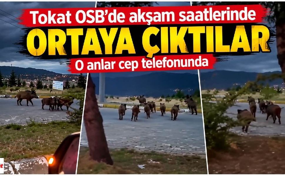 Tokat OSB’de akşam saatlerinde ortaya çıktılar: O anlar cep telefonu kamerasına yansıdı