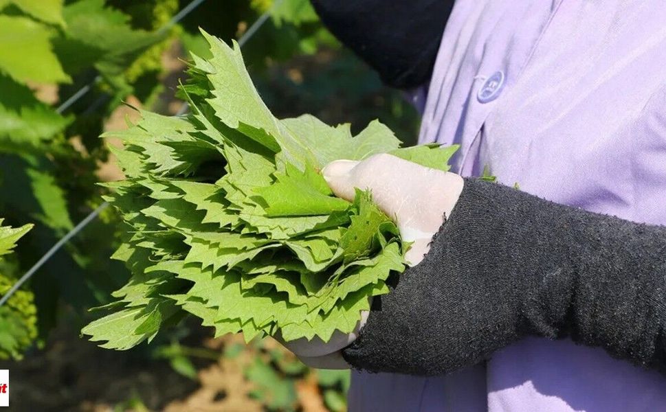 Tokat’ın Yaprağı Avrupa’yı Sardı! İhracatta Dikkat Çeken Başarı