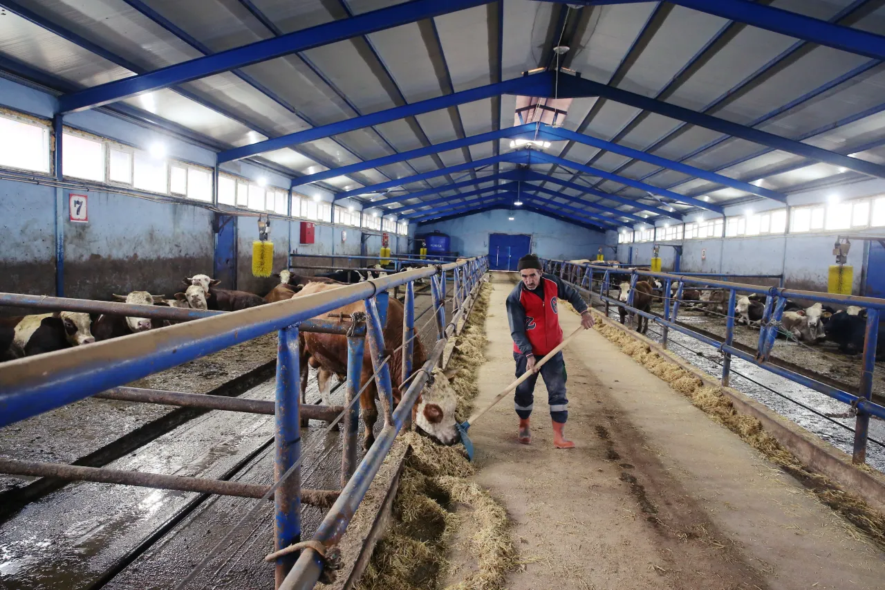 Aa 20240330 34133437 34133435 Tokatli Ciftci Tkdknin Hibe Desteginde 100 Buyukbas Hayvanla Besicilige Basladi Tokat Haber1
