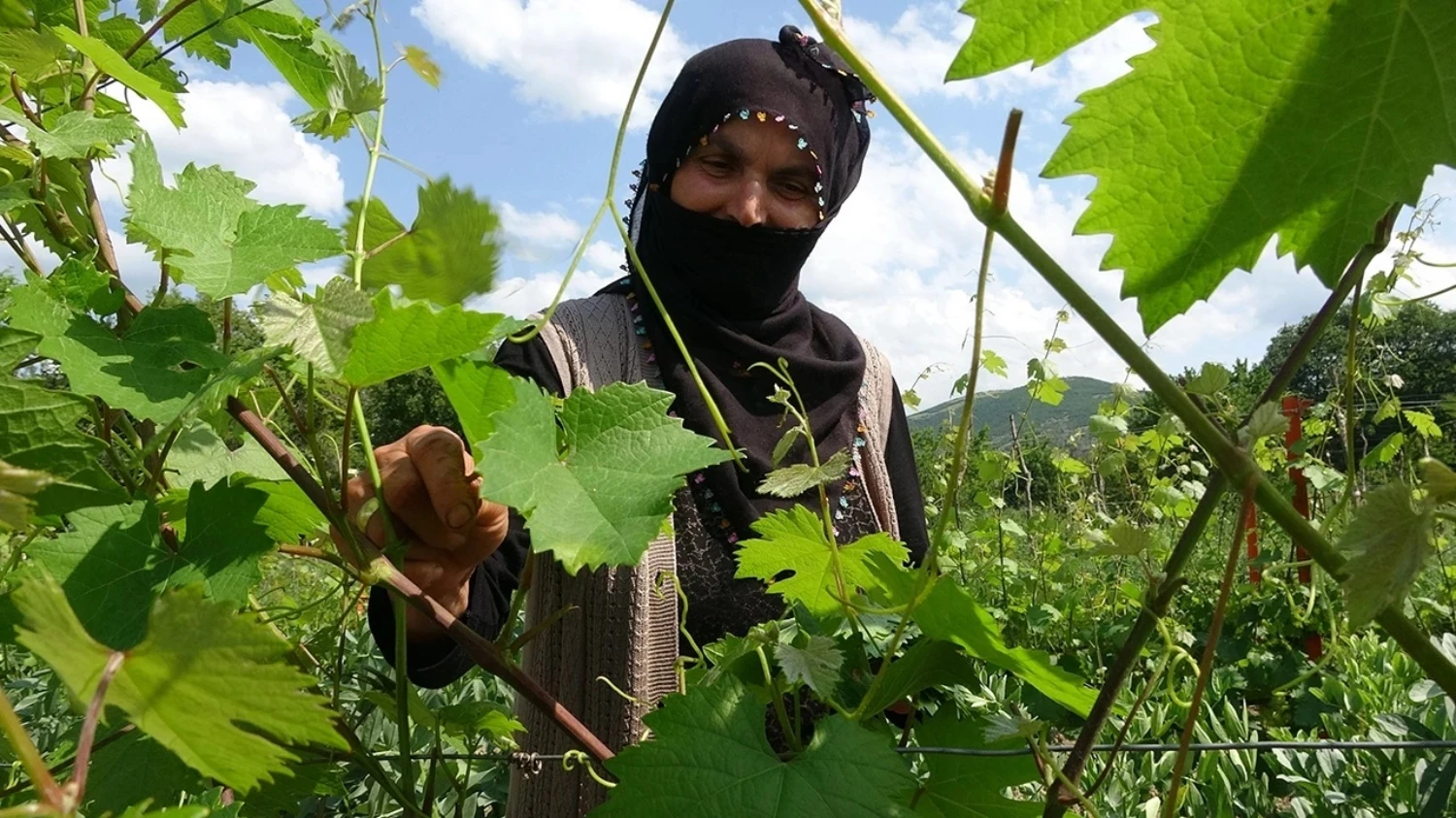 Tokat Asma Yaprağı Tokathaber