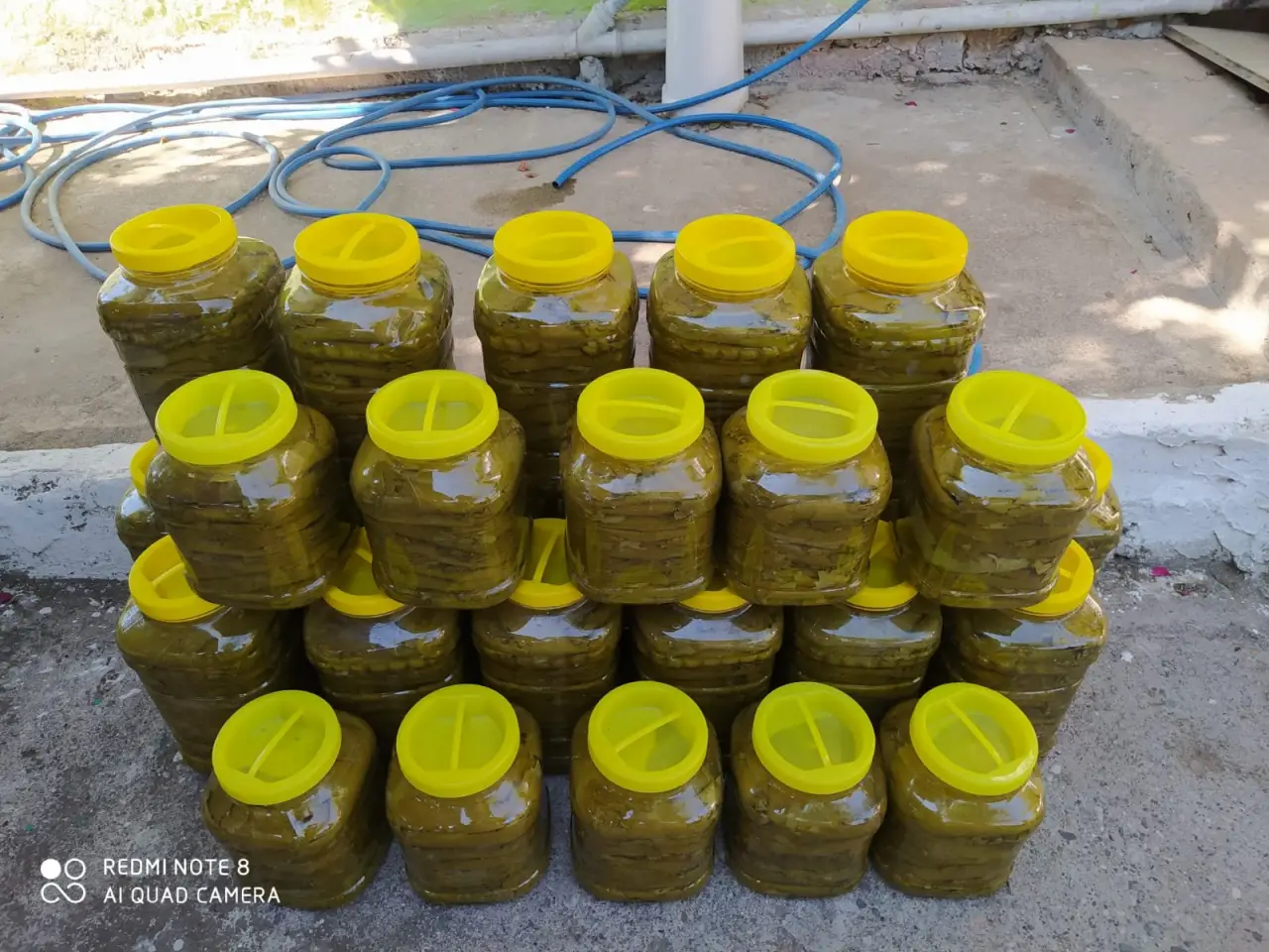 535 Tokat Erbaa Asma Yapragi Salamura 6 Jpg 6 Tokat Haber
