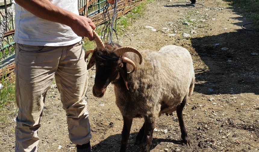 Tokat Haberkurban Hediye (7)