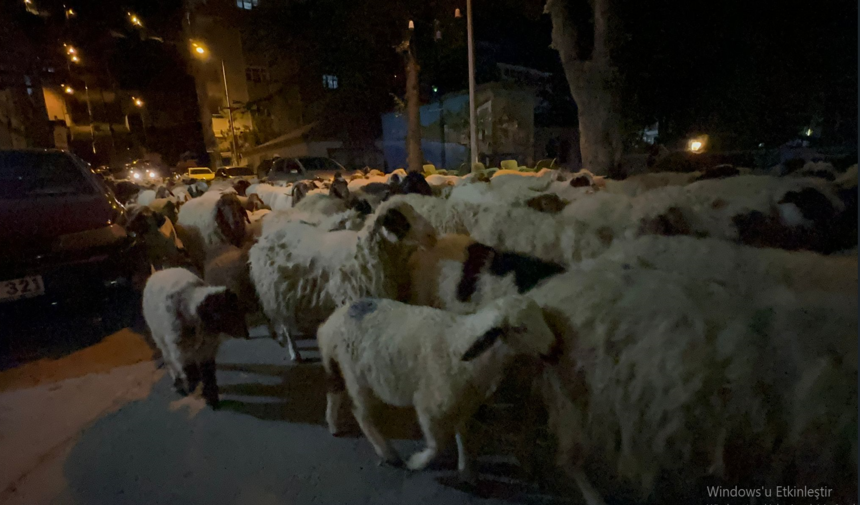 Tokat Habersürü (1)