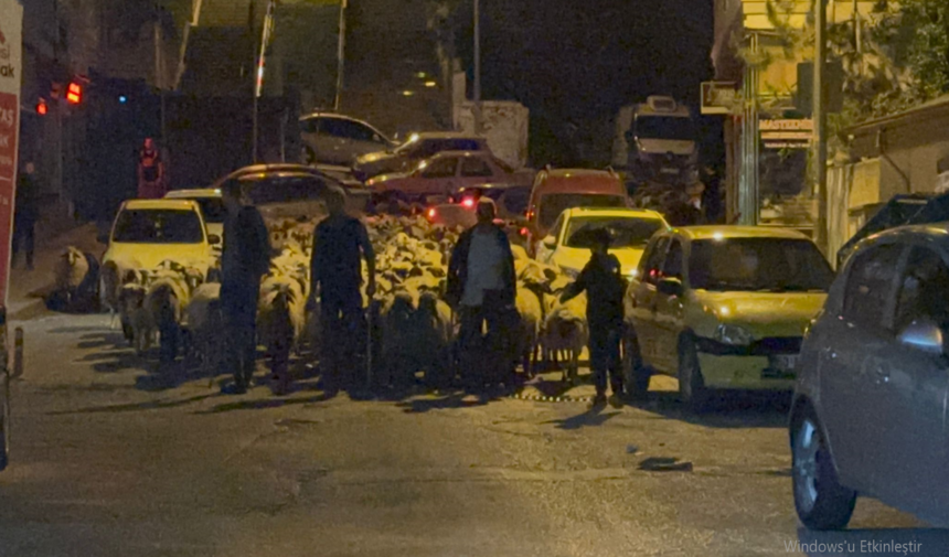 Tokat Habersürü (3)