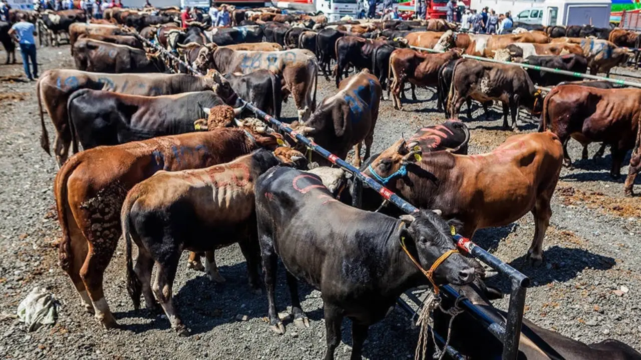 10 Soruda Kurban Ibadeti Tokathaber