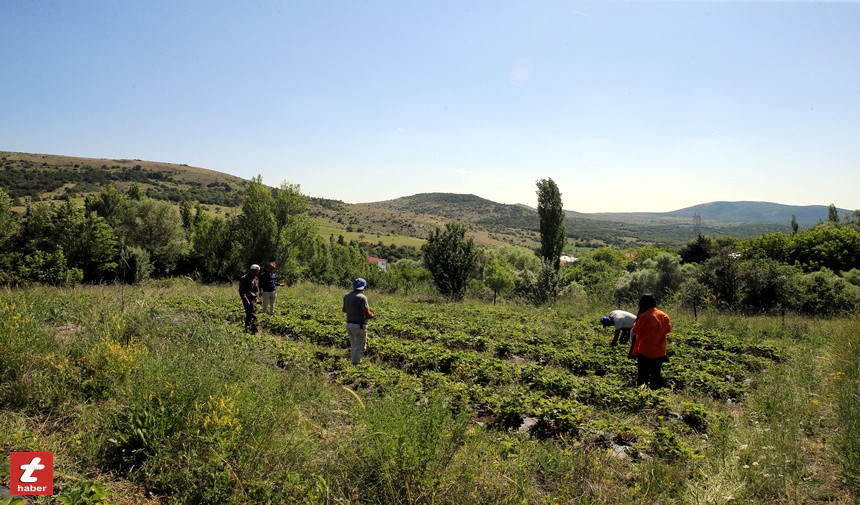 Tokat Haberçilek1