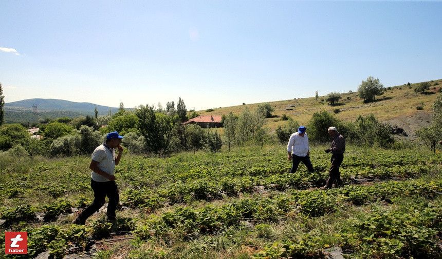 Tokat Haberçilek4