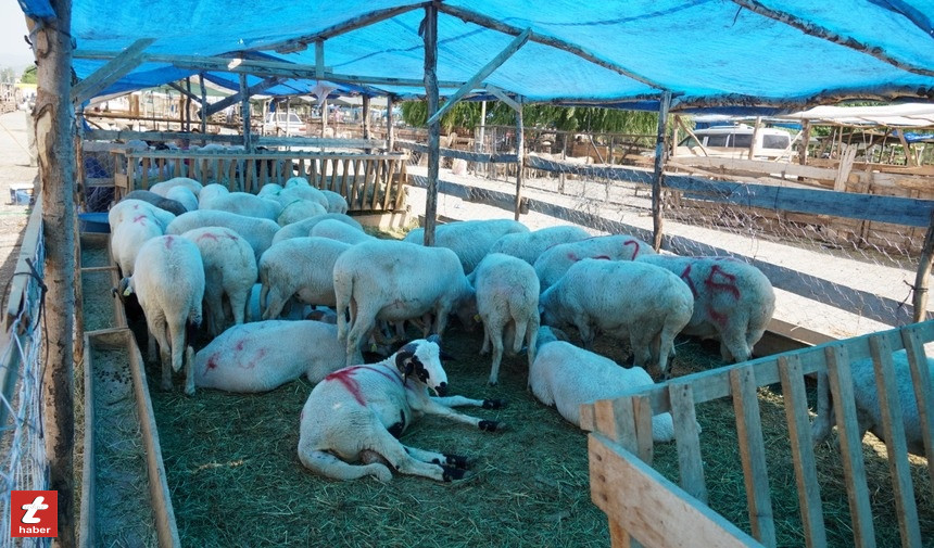 Tokat Habertokat Kurbanpazar (3)