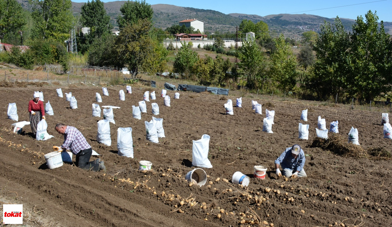 Başçiftlik Beyazı3