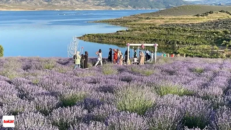 Cekerek Baraji Lavanta Kokusuyla Misafirlerini Agirliyor