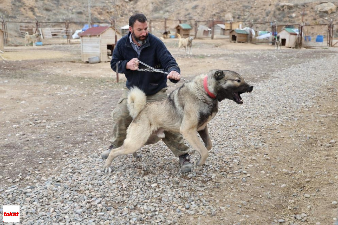 Kangal3