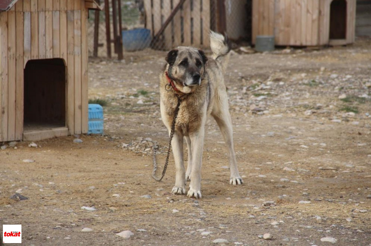 Kangal5